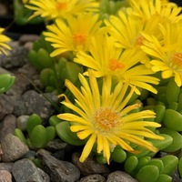 Delosperma nubigenum 